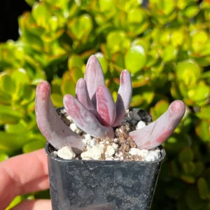 Pachysedum Ganzhou Rare Succulent Plant 2