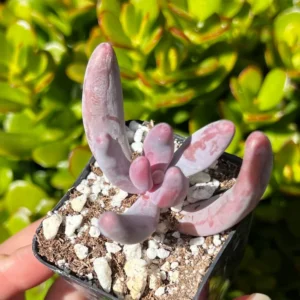 Pachysedum Ganzhou Rare Succulent Plant 2