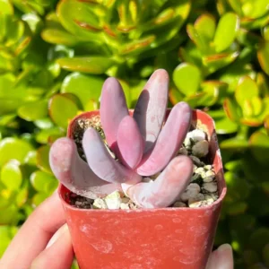 Pachysedum Ganzhou Rare Succulent Plant 2