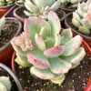 Pachyveria Draco Pink Succulent Live Plant in 4 inch Pot - Hybrid Variety