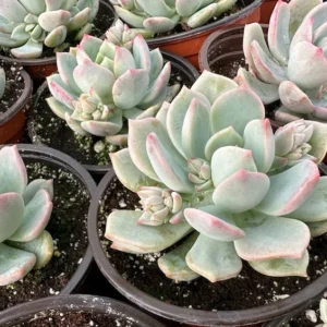 Pachyveria Draco Pink Succulent Live Plant in 4 inch Pot - Hybrid Variety