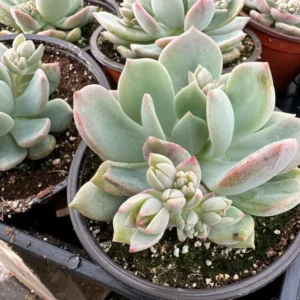 Pachyveria Draco Pink Succulent Live Plant in 4 inch Pot - Hybrid Variety