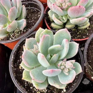 Pachyveria Draco Pink Succulent Live Plant in 4 inch Pot - Hybrid Variety