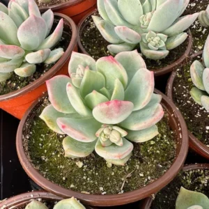 Pachyveria Draco Pink Succulent Live Plant in 4 inch Pot - Hybrid Variety