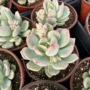Pachyveria Draco Pink Succulent Live Plant in 4 inch Pot - Hybrid Variety
