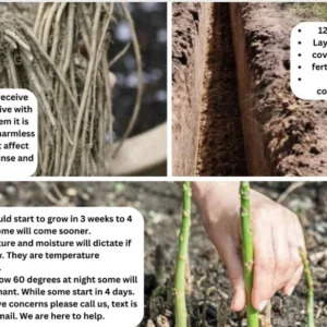 Pacific Purple Asparagus Crowns - 10 Organically Grown 2yr Plants