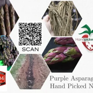 Pacific Purple Asparagus Crowns - 10 Organically Grown 2yr Plants