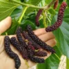 Pakistan Mulberry Fruit Tree Live Plant - 1 to 2 Feet Tall - 6 Inch Pot