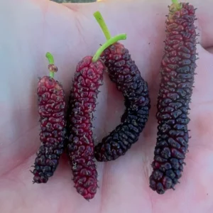 Pakistan Mulberry Fruit Tree Live Plant - 1 to 2 Feet Tall - 6 Inch Pot