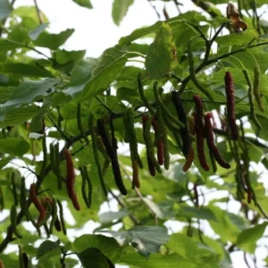 Pakistan Mulberry Fruit Tree Live Plant - 1 to 2 Feet Tall - 6 Inch Pot