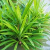 Pandan Plant Pandanus Amaryllifolius Live Plant 1Ft Tall in 6 Inch Pot