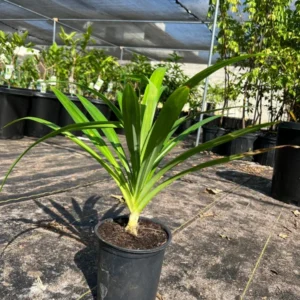 Pandan Plant Pandanus Amaryllifolius Live Plant 1Ft Tall in 6 Inch Pot