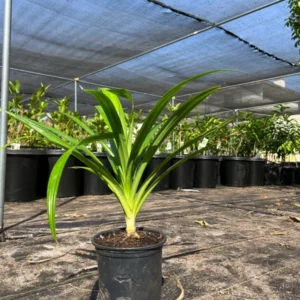 Pandan Plant Pandanus Amaryllifolius Live Plant 1Ft Tall in 6 Inch Pot