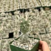 Paper Spine Cactus Tephrocactus Articulatus Pine Cone Cactus Rare Cactus 3" Pot