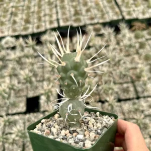 Paper Spine Cactus Tephrocactus Articulatus Pine Cone Cactus Rare Cactus 3