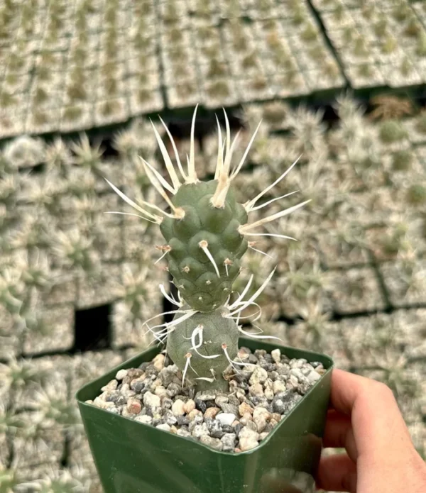 Paper Spine Cactus Tephrocactus Articulatus Pine Cone Cactus Rare Cactus 3" Pot