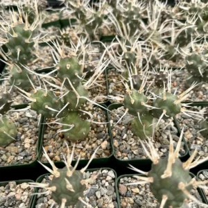 Paper Spine Cactus Tephrocactus Articulatus Pine Cone Cactus Rare Cactus 3" Pot