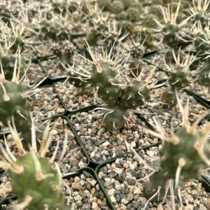 Paper Spine Cactus Tephrocactus Articulatus Pine Cone Cactus Rare Cactus 3