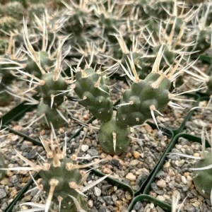 Paper Spine Cactus Tephrocactus Articulatus Pine Cone Cactus Rare Cactus 3