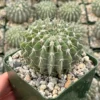 Parodia Buiningii Cactus - Rare Notocactus - 4 inch Potted Plant