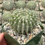 Parodia Buiningii Cactus - Rare Notocactus - 4 inch Potted Plant