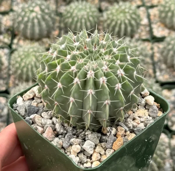 Parodia Buiningii Cactus - Rare Notocactus - 4 inch Potted Plant