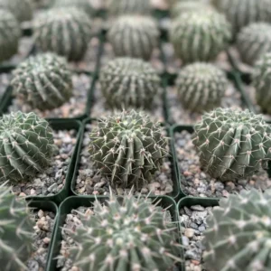 Parodia Buiningii Cactus - Rare Notocactus - 4 inch Potted Plant