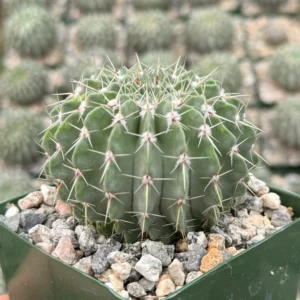 Parodia Buiningii Cactus - Rare Notocactus - 4 inch Potted Plant