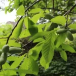 Paw Paw Indian Banana Tree Plant - 6-12 Inch Tall Qt Pot Fruit Tree