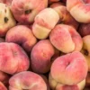 Peach Donut Tree Saturn Peach Fruit Plant 2-3 Ft Sweet Mild Almond Flavor