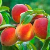 Peach Tree - 1 Gallon Tropic Prince - 3 ft Live Plant - Easy Care Peach Tree - Not Ship CA