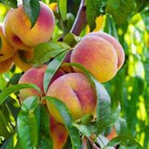 Peach Tree - 1 Gallon Tropic Prince - 3 ft Live Plant - Easy Care Peach Tree - Not Ship CA