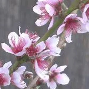 Peach Tree - 1 Gallon Tropic Prince - 3 ft Live Plant - Easy Care Peach Tree - Not Ship CA