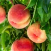 Peach Tree - 4 ft Live Plant in 3 Gallon Pot - Fast Growing Peach Tree - Not Ship CA