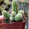 Peanut Cactus Clusters - Live Succulent Plant - 2 Inch Potted Minimalist Cactus