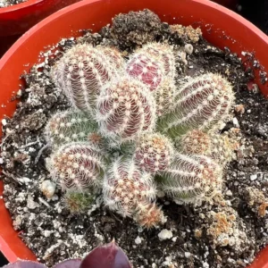 Peanut Cactus Clusters - Live Succulent Plant - 2 Inch Potted Minimalist Cactus