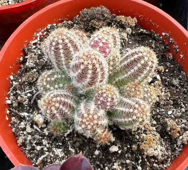 Peanut Cactus Clusters - Live Succulent Plant - 2 Inch Potted Minimalist Cactus