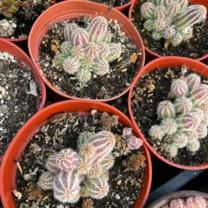 Peanut Cactus Clusters - Live Succulent Plant - 2 Inch Potted Minimalist Cactus