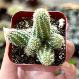 Peanut Cactus Clusters - Live Succulent Plant - 2 Inch Potted Minimalist Cactus