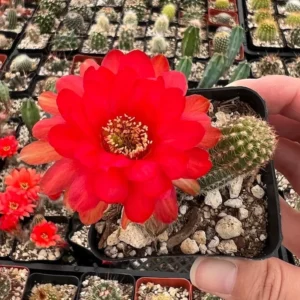 Peanut Cactus Clusters - Live Succulent Plant - 2 Inch Potted Minimalist Cactus