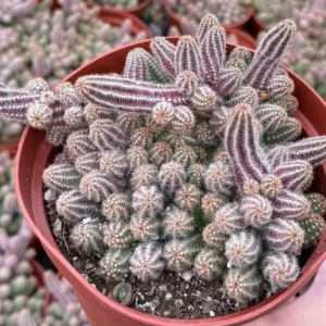 Peanut Cactus Clusters - Live Succulent Plant - 2 Inch Potted Minimalist Cactus