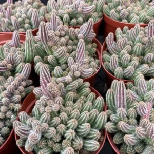 Peanut Cactus Clusters - Live Succulent Plant - 2 Inch Potted Minimalist Cactus