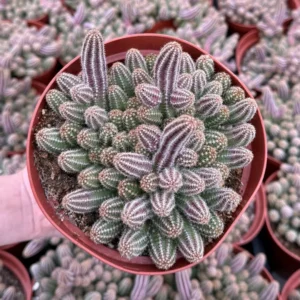 Peanut Cactus Clusters - Live Succulent Plant - 2 Inch Potted Minimalist Cactus