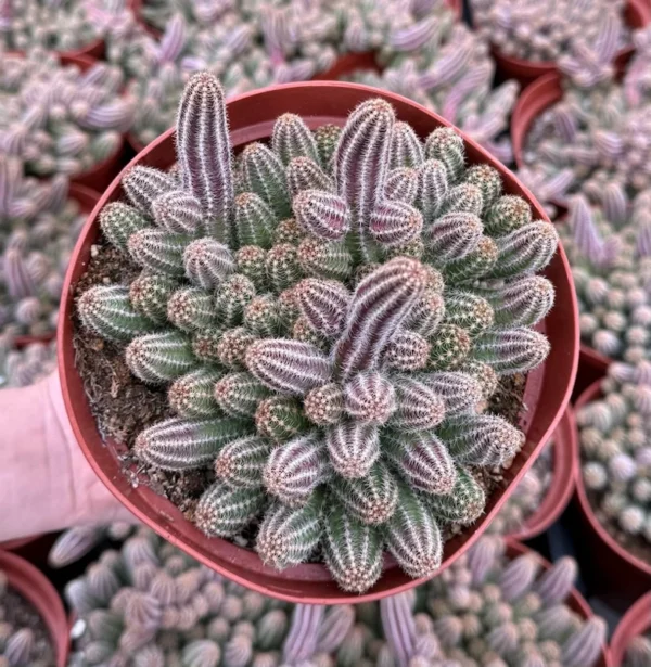 Peanut Cactus Clusters - Live Succulent Plant - 2 Inch Potted Minimalist Cactus