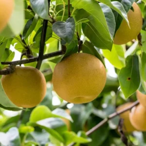 Pear Monterrey Tree - 2 Feet Tall - Pyrus Communis - 1 Gal Pot
