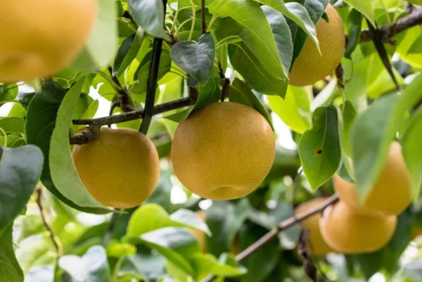 Pear Monterrey Tree - 2 Feet Tall - Pyrus Communis - 1 Gal Pot