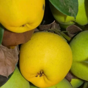 Pear Monterrey Tree - 2 Feet Tall - Pyrus Communis - 1 Gal Pot