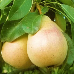 Pear Pineapple Plant - Sweet Pear Fruit Tree - 2 Feet Tall - 1 Gal Pot