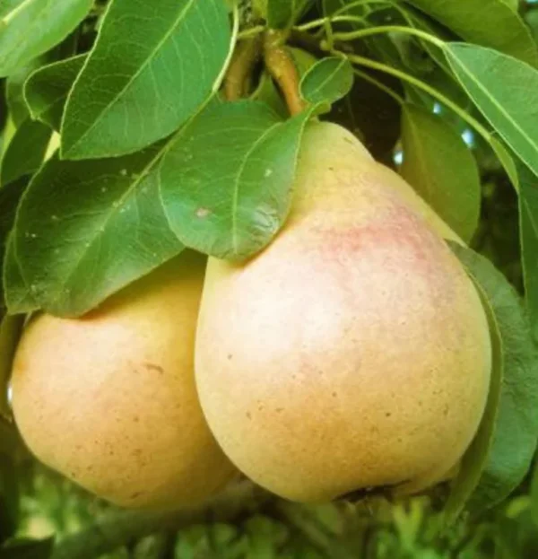 Pear Pineapple Plant - Sweet Pear Fruit Tree - 2 Feet Tall - 1 Gal Pot