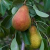 Pear Warren Tree - European Pear Fruit Plant 2 Feet Tall - 1 Gal Pot